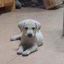 세븐일레븐 광주풍금로점 | 중국 상용 비자 (M비자) 셀프 신청기 - 1