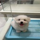 대구강아지분양 럽댕 이미지