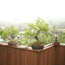 호두나무CAFE