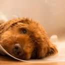 카라동물병원 이미지