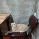 구름위의고양이 이미지