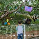 양수농원 | [충북 옥천] 내안의복숭아농원(무화과체험)