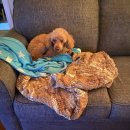 라온이네 이미지