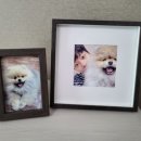 하남애견훈련소 이미지