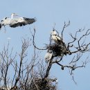 작은백로 이미지