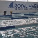 로얄마린
