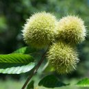 영농조합법인 홍천명품한과 이미지