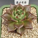 홍사초롱 이미지