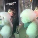 솜사탕펫 이미지