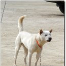 모