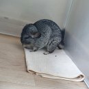 덕천동물의료센터 이미지