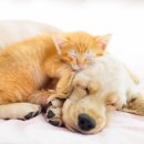 센트럴동물병원 이미지