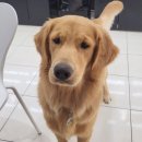 러브미독 | 인천 강아지분양, 믿고 할 수 있는 러브미독 추천