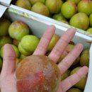 달콤하니 이미지