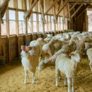 동선2목장 이미지