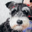 DOGGIE Daum카페