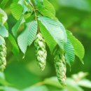 까치인터넷 이미지