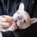 J&L 희귀모색 프렌치불독 이미지