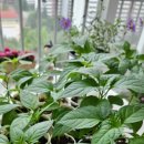 흥농농약종묘사 이미지