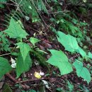 나래민박 이미지