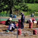 수림 농장 이미지