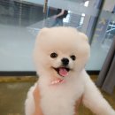 아우어펫 이미지