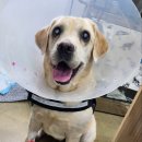 윤성진 안과/외과 동물병원 이미지