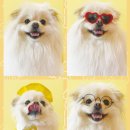 놀러오개 애견유치원 애견호텔 이미지