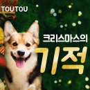 뷰티반려문화 이미지