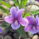 봄에새싹 이미지