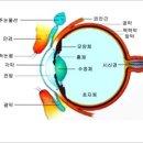 1. 눈의 구조에 대하여 -밝은세상안과 이미지