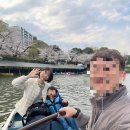 벚꽃 | 나카메구로 벚꽃과 치도리가후치 벚꽃 보트 후기