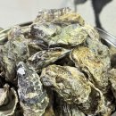 지에스(GS)25 대구산격대로점 | 내돈내산 | 고흥 개체굴 &amp; 잔굴(중굴) 집에서 굴찜+생굴먹기