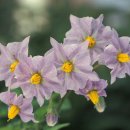 감자꽃필무렵 이미지