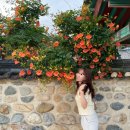 수로왕릉 | 능소화 명소 - 김해 수로왕릉 능소화 개화현황 &amp; 후기 🌷