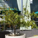 라임나무 이미지