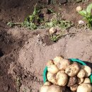 홍천애플비발디파크 이미지