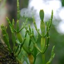 제주북초등학교 이미지