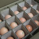 찬늘농장 | 전라도 친환경 녹색축산농장에서 기른 자연방사 유정란, 건강한 달걀 아리찬늘:D