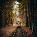 태백시립도서관 | 가을 단풍 기차여행