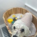 하리몽 네이버블로그