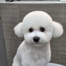 댕댕그루밍 이미지