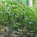 새순농장 | 초보 농부의 주말농장 이야기-들깨, 상추, 조롱박...수확 꿀팁 및 자연과 함께한 공예 같은 농사 후기