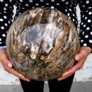 화석(규화목) 이미지