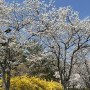 금강로하스 대청공원(2) 공중화장실 | 대전 벚꽃 명소 추천 🌸 대청호 로하스공원 벚꽃 만개 실시간 후기