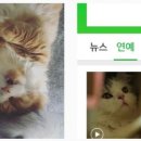 몽이냥이 이미지