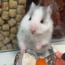 은구농장 | 블루햄스터 도치야 햄스터 후기모음♡