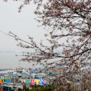 [전북 군산 김제 전주] 전군가도 벚꽃길, 월명공원, 은파, 백구, 송광사 이미지