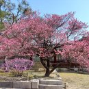 봄 소식, 꽃 소식 이미지