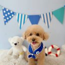 항상,예쁘개 이미지